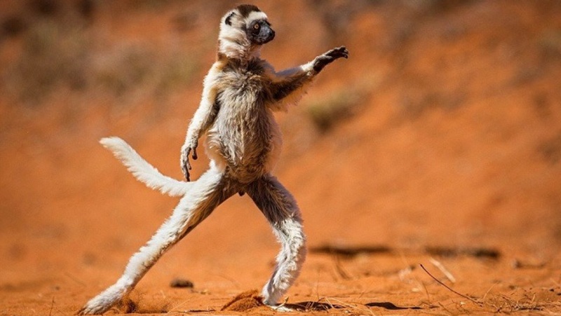 الصور المرشحة للفوز في مسابقة التصوير الكوميدي للحياة البرية